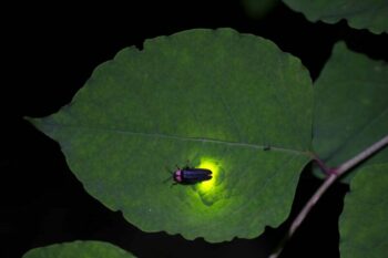 luciole-sur-une-feuille-scaled